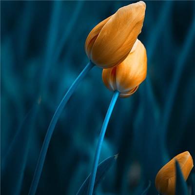 NG体育APP官方下载网址